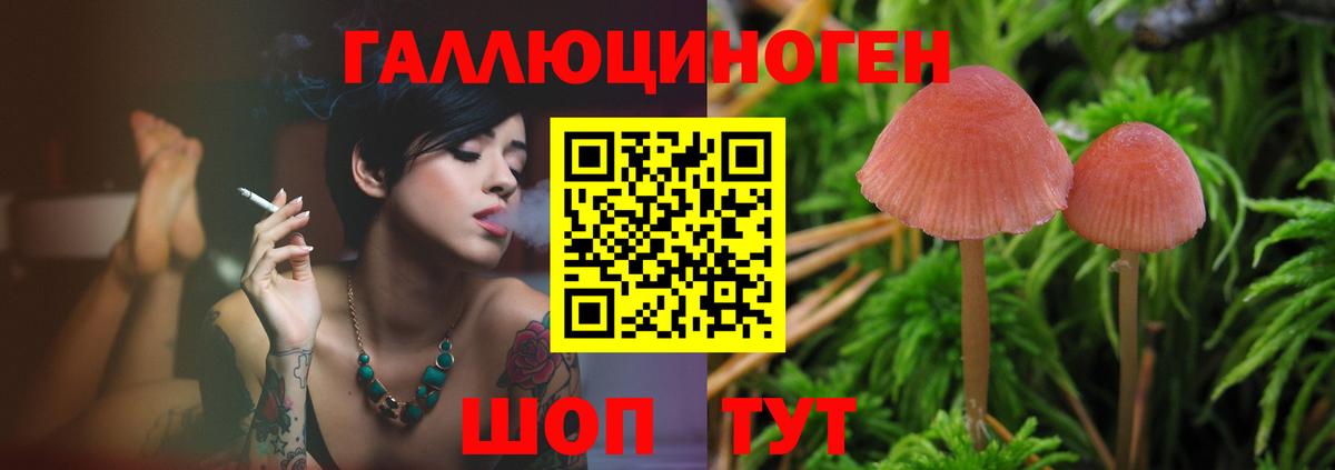 Галлюциногенные грибы Psilocybine cubensis Бузулук